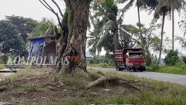 Sebanyak 37 pohon besar di pinggir jalan poros kawasan Sawah Lebar Kecamatan Seginim terpantau tidak dalam kondisi mantap berdiri, dan diprediksi bisa tumbang kapan saja